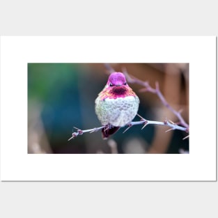 Anna's Hummingbird on a Barberry Bush Posters and Art